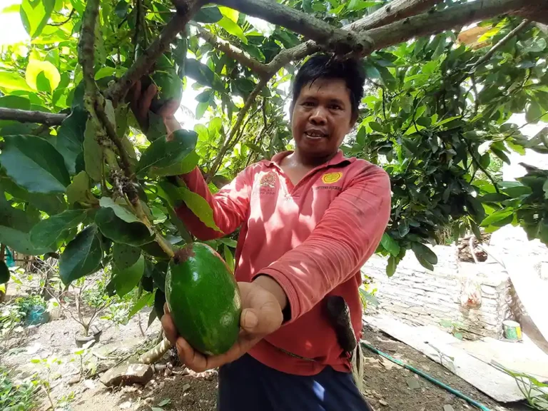 Foto Alpukat Sipit Kelawi Bakauheni Harta Karun Agrowisata Lampung Selatan Petani Syahbana - Yopie Pangkey