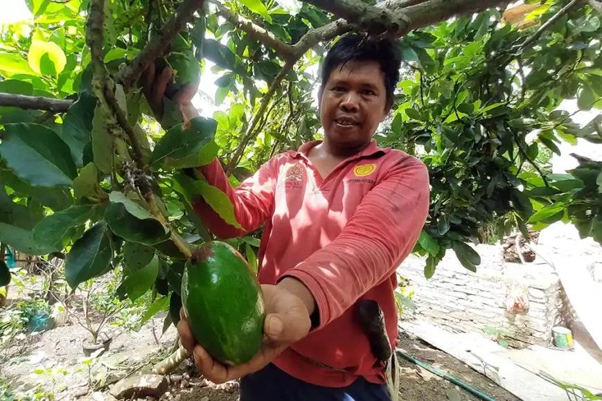 Foto Alpukat Sipit Kelawi Bakauheni Harta Karun Agrowisata Lampung Selatan Petani Syahbana - Yopie Pangkey