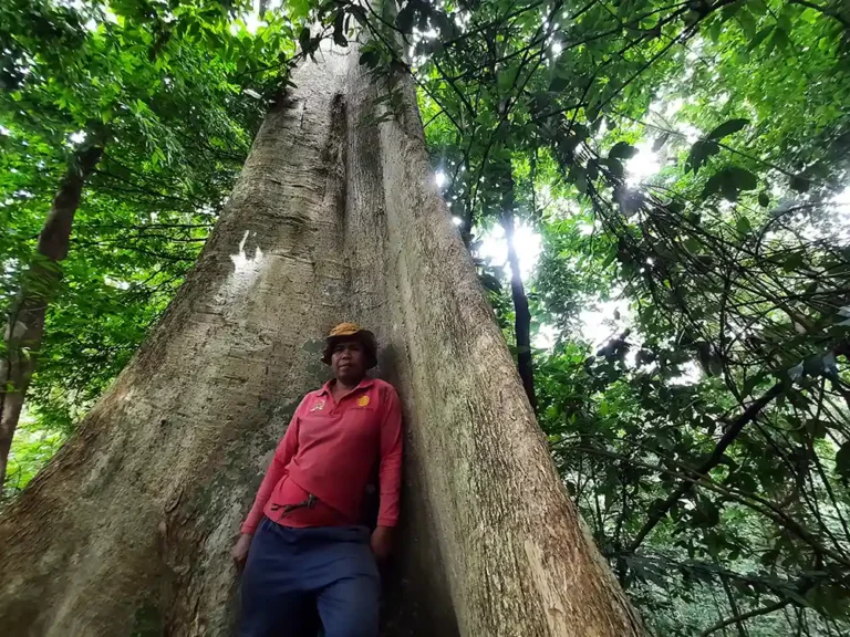 Foto Menjaga Hutan Adat di Dusun Kayu Tabu Warisan Lestari Desa Kelawi - Yopie Pangkey