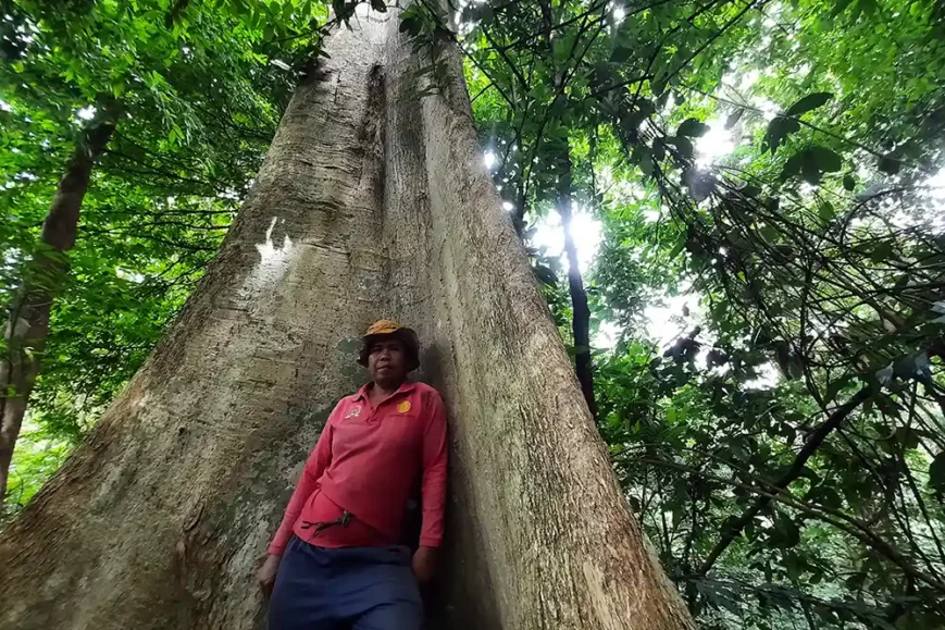 Foto Menjaga Hutan Adat di Dusun Kayu Tabu Warisan Lestari Desa Kelawi - Yopie Pangkey