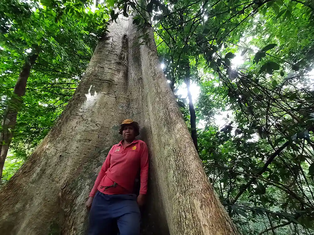 Foto Menjaga Hutan Adat di Dusun Kayu Tabu Warisan Lestari Desa Kelawi - Yopie Pangkey