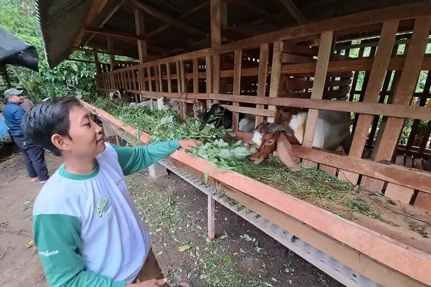 Gapoktanhut Alam Pala Lestari Desa Penyandingan Marga Punduh Pesawaran Bangun Kandang Kambing Terkoneksi Harmonis dengan Alam - Yopie Pangkey