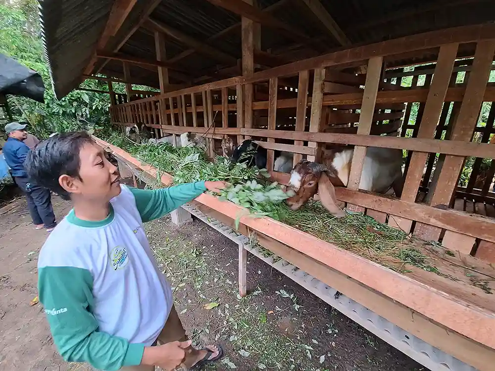 Gapoktanhut Alam Pala Lestari Desa Penyandingan Marga Punduh Pesawaran Bangun Kandang Kambing Terkoneksi Harmonis dengan Alam - Yopie Pangkey