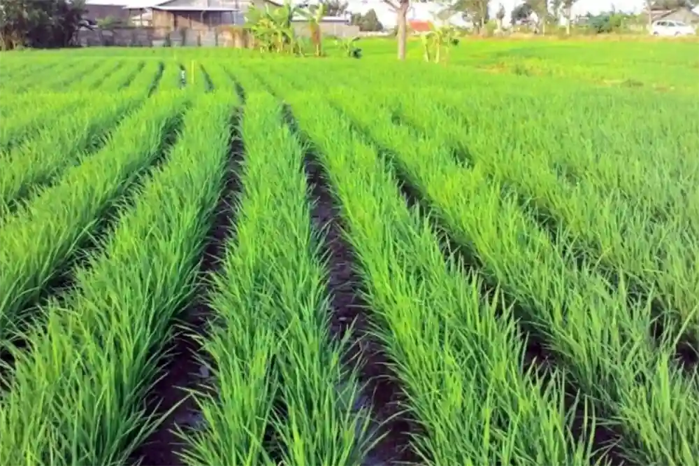 Sistem Tanam Jajar Legowo Cara Efektif Tingkatkan Hasil Panen Padi