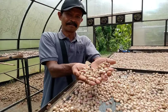Solar Dryer Dome Tingkatkan Nilai Ekonomi hasil hutan bukan kayu HHBK Gapoktanhut Pujomakmur Desa Banjaran Pesawaran - Yopie Pangkey