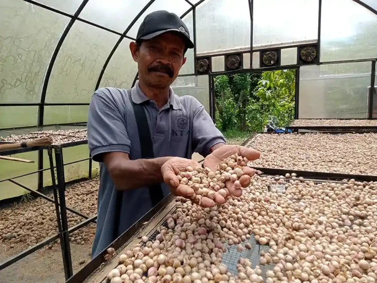 Solar Dryer Dome Tingkatkan Nilai Ekonomi hasil hutan bukan kayu HHBK Gapoktanhut Pujomakmur Desa Banjaran Pesawaran - Yopie Pangkey