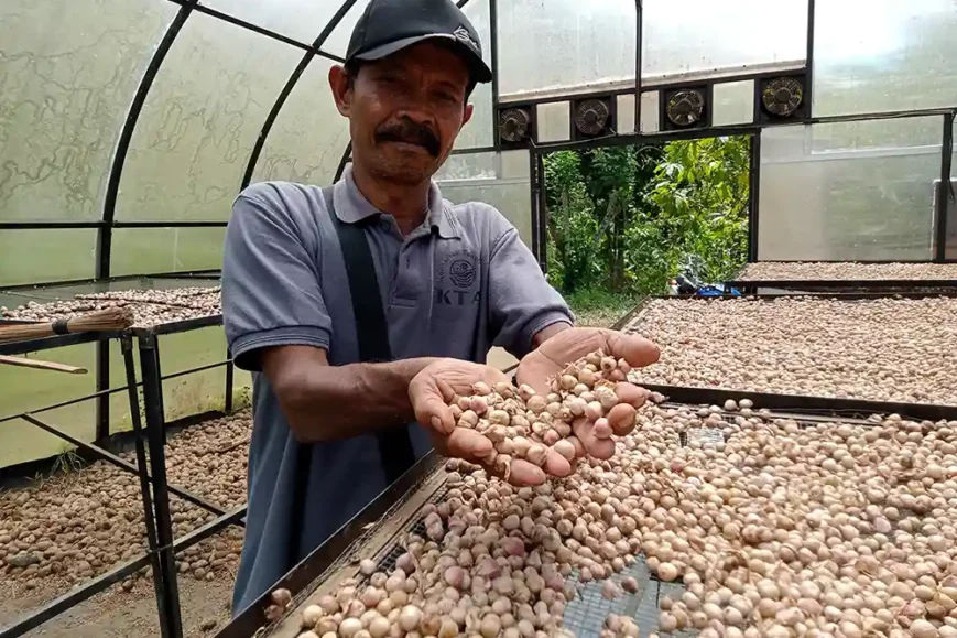 Solar Dryer Dome Tingkatkan Nilai Ekonomi hasil hutan bukan kayu HHBK Gapoktanhut Pujomakmur Desa Banjaran Pesawaran - Yopie Pangkey